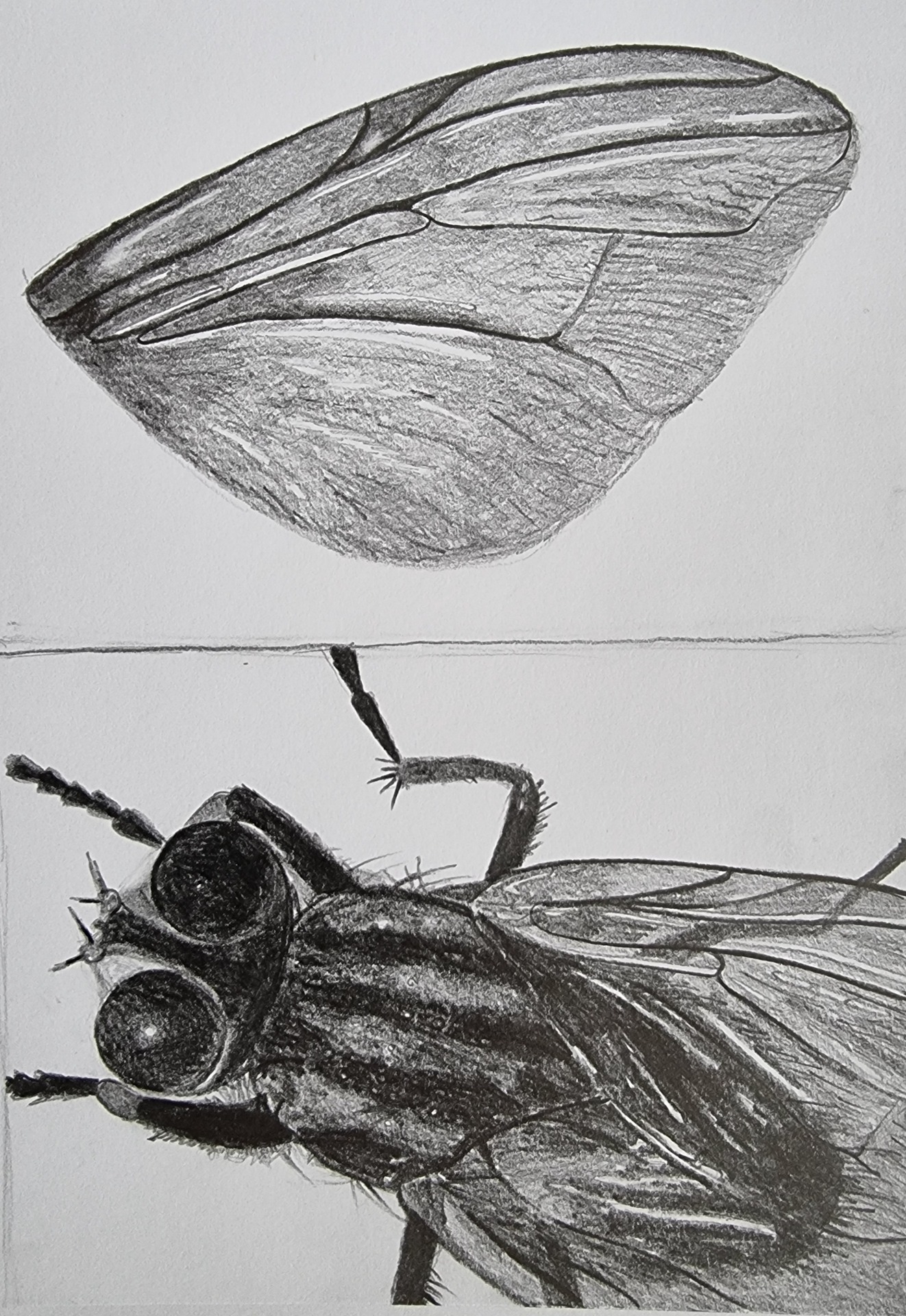 Hmyzáky 🦋🐛🕷🦗 - Obrázok 4