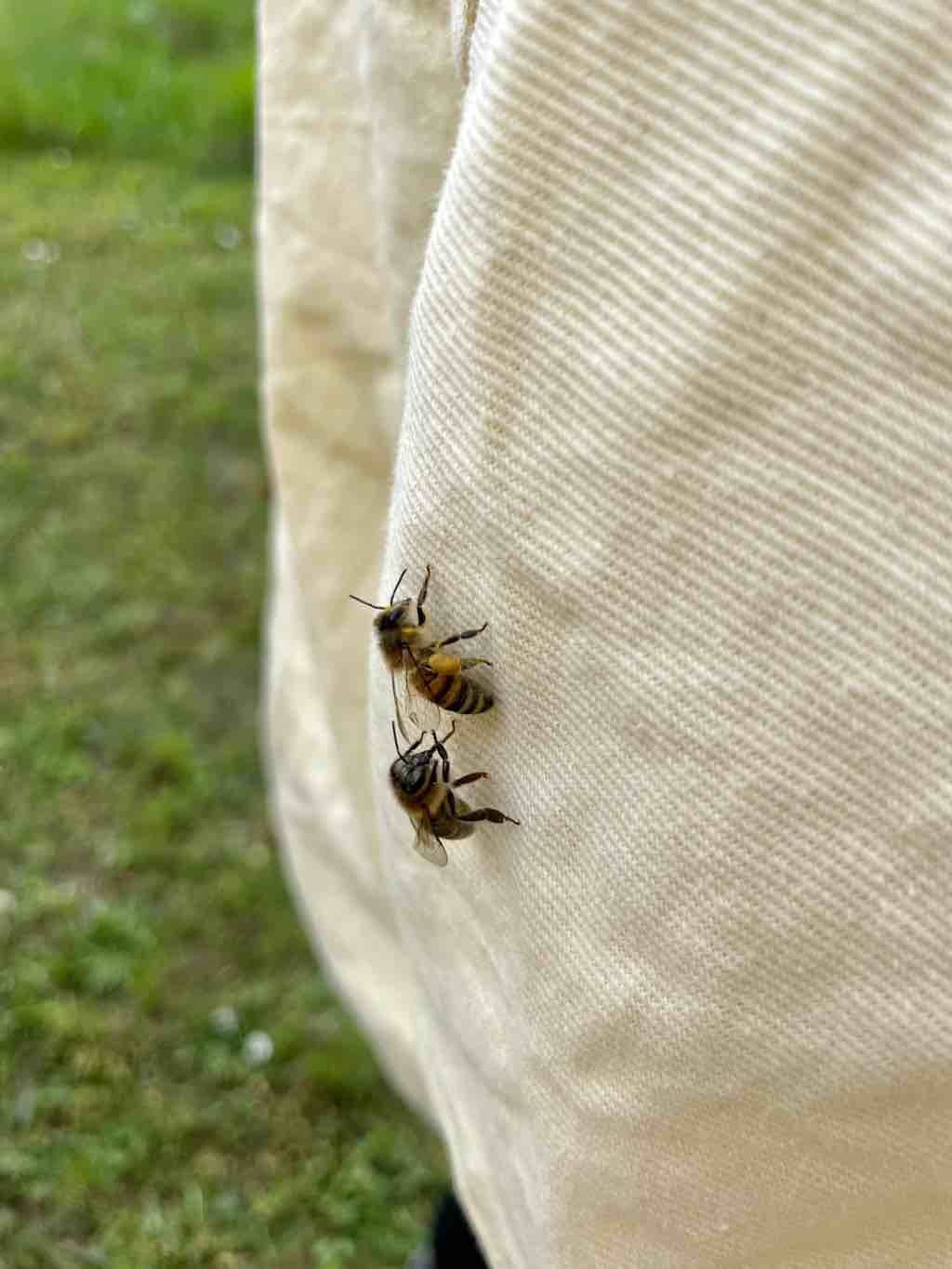 Start in eine neue Bienensaison - Bild 3