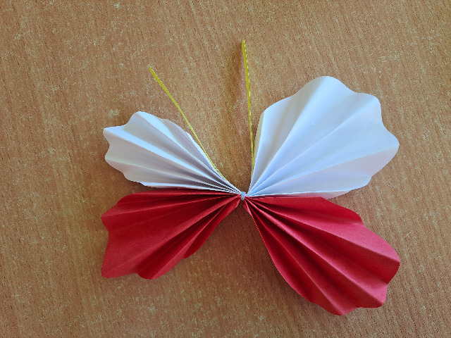 motyl  biało - czerwony