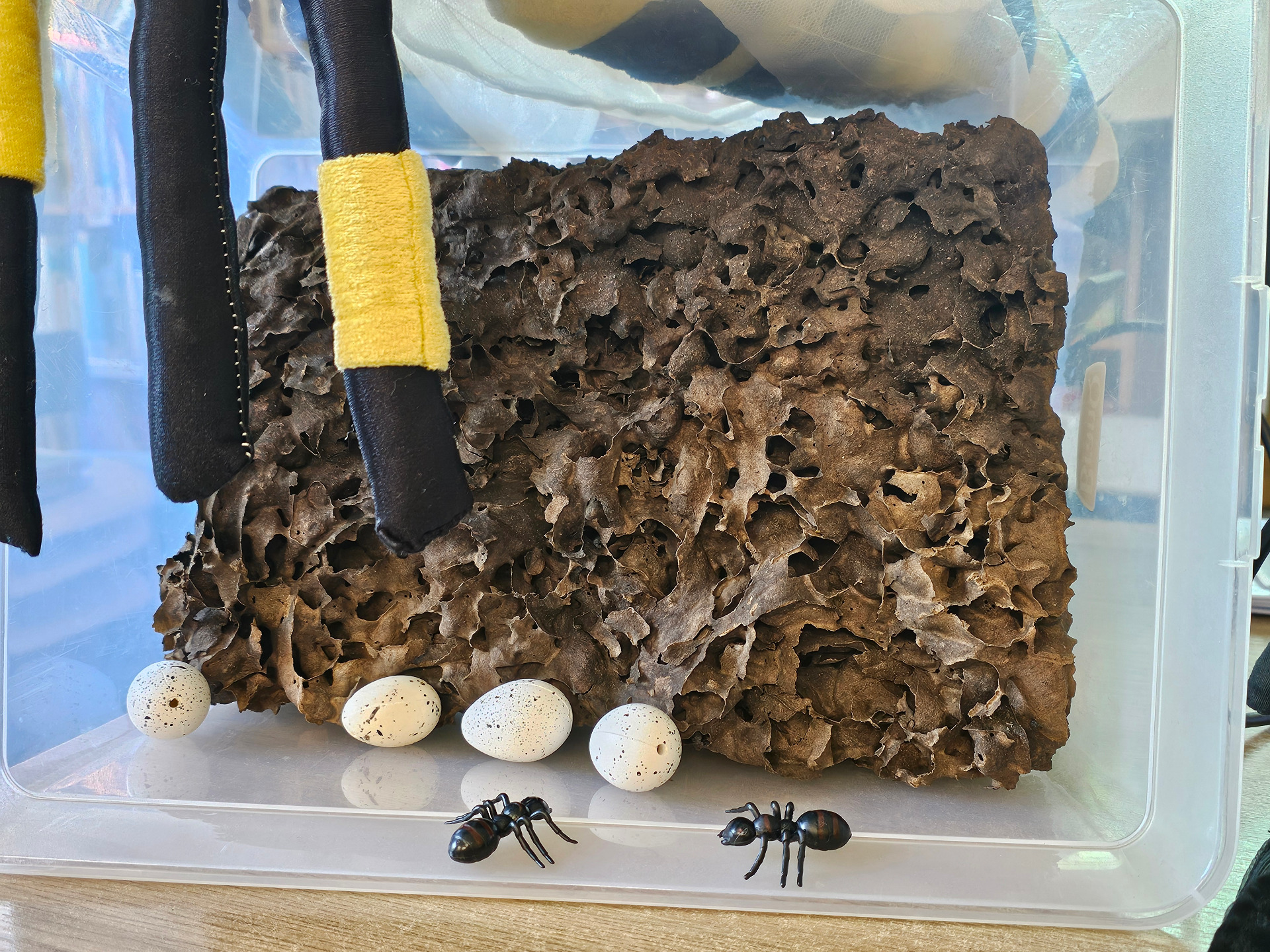 Warsztaty przyrodnicze „Tajemniczy świat owadów – pszczoły i mrówki” - Obrazek 4